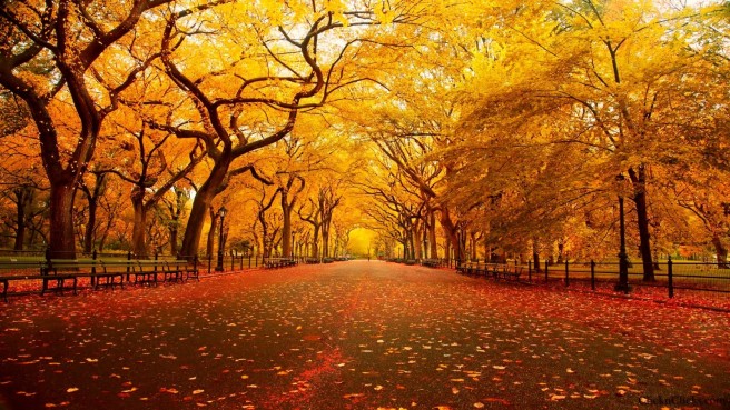 Central Park in New York City ~ Autumn